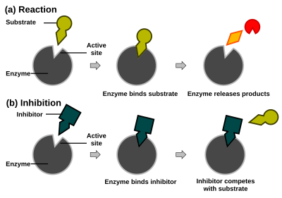 Enzim - Wikipedia bahasa Indonesia, ensiklopedia bebas