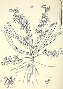 Katalog yang komprehensif dari Queensland tanaman, baik adat dan naturalisasi. Yang ditambahkan, di mana diketahui, aborigin, dan lain vernakular nama; dengan banyak ilustrasi, dan berlebihan (14782706152).jpg