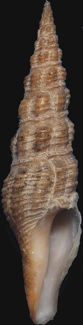 Compsodrillia gundlachi