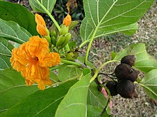 Flowering beach cordia in Oʻahu