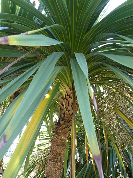 File:Cordyline australis 'Cabbage tree' (Agavaceae) leaf.JPG