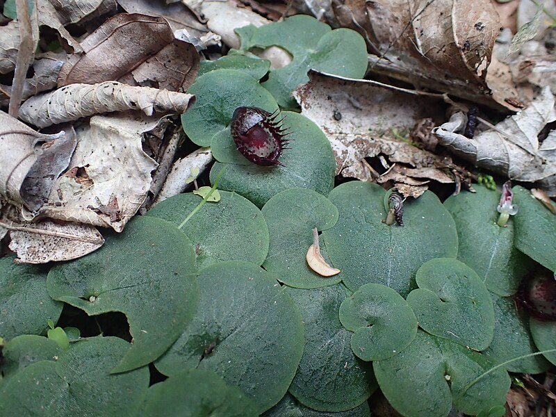 File:Corybas fimbriatus (habit).jpg