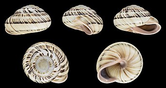 Coryda dennisoni, shell