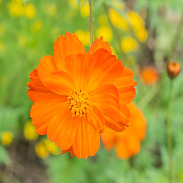 File:Cosmos sulphureus in Jardin des 5 sens (1).jpg