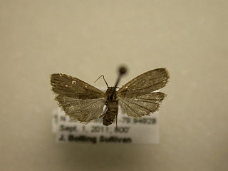 <i>Crambidia lithosioides</i> Species of moth