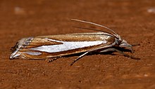 Crambus satrapellus.jpg