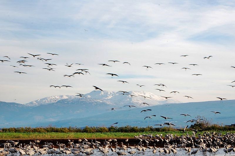 File:Cranes in Ha-Hula Lake.jpg