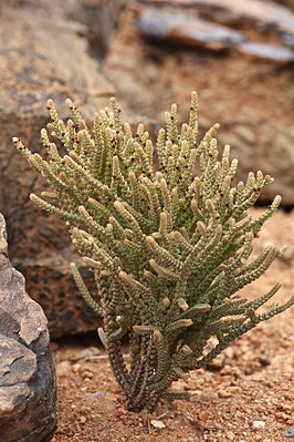 Crassula muscosa var. muscosa