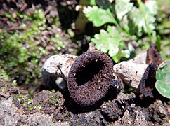 Craterellus cornucopioides, Monte Rocca Romana.jpg