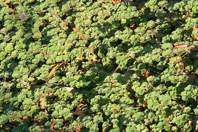 File:Creeping raspberry.jpg