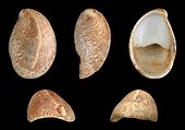 Shell in multiple views of a Crepidula fornicata, or common slipper shell sea snail Crepidula fornicata 01.JPG