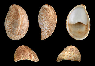 Five views of a shell of Crepidula fornicata Crepidula fornicata 01.JPG