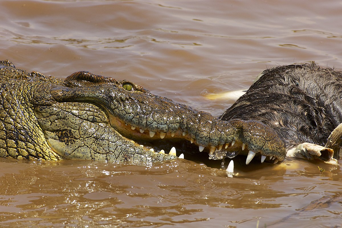 Lần đầu tiên, cá sấu có thể tự đẻ con mà không cần đến con đực