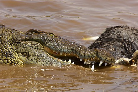 Что едят крокодилы. Нильский крокодил. Нильский крокодил Crocodylus niloticus. The Nile крокодилы. Нильский крокодил охотится.