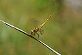 * Nomination Crocothemis servilia --Vengolis 02:45, 29 August 2015 (UTC) * Promotion  Comment This is Crocothemis servilia female. I corrected another picture of you yesterday that too need a rename now. Pantala flavescens can't perch this way. It only perches with tail down. More differences you can see. :) Jkadavoor 03:00, 29 August 2015 (UTC)  Done Thank You :)--Vengolis 04:21, 29 August 2015 (UTC) File:Pantala flavescens 05618.JPG this one is Pantala flavescens ? Jkadavoor ? Vengolis 05:01, 29 August 2015 (UTC) Yes; that is correct (female). Good quality (here). --Jkadavoor 05:29, 29 August 2015 (UTC)