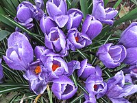 Crocus