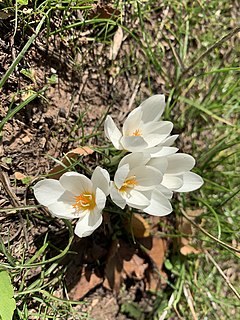 <i>Crocus boryi</i> Species of flowering plant