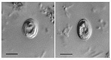 Cryptosporidium muris ovocystos trovate in human feces.