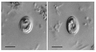 <i>Cryptosporidium</i> genus of apicomplexan parasitic alveolate