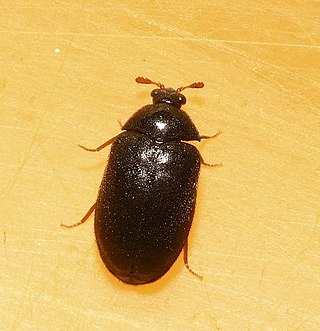 <i>Ctesias</i> (beetle) Genus of beetles