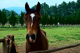 Curious Lembang Horse