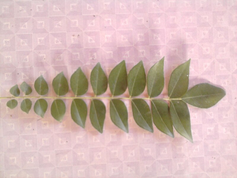 File:Curry Leaf YVSREDDY (1).jpg