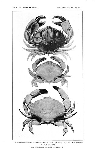 <i>Cycloxanthops novemdentatus</i> Species of crab