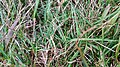 * Nomination Cynodon dactylon, known as Bermuda grass, Dhoob, dūrvā grass, ethana grass,dubo, dog's tooth grass, Bahama grass, devil's grass, couch grass, Indian doab, arugampul, grama, wiregrass and scutch grass, is a grass that is native to most of the eastern hemisphere. Although it is not native to Bermuda, it is an abundant invasive species there. In Bermuda it has been known as crab grass (also a name for Digitaria sanguinalis).-ShahadatHossain 16:20, 19 June 2020 (UTC) * Decline  Oppose Insufficient quality. Too much out of focus, sorry. --Blood Red Sandman 00:11, 25 June 2020 (UTC)