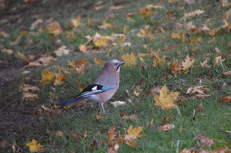 File:Czerniawa Zdrój - fauna - panoramio.jpg