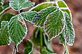 * Nomination Ice crystals on blackberry leaves in Hausdülmen, Dülmen, North Rhine-Westphalia, Germany --XRay 06:23, 15 January 2022 (UTC) * Promotion  Support Good quality -- Johann Jaritz 06:39, 15 January 2022 (UTC)