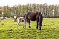 Dülmen, Merfeld, Dülmener Pferde im Merfelder Bruch -- 2022 -- 1258.jpg