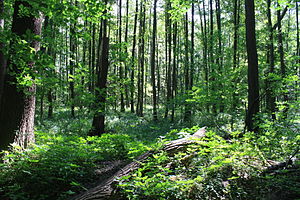 Blick in das Naturschutzgebiet von der Landwehr