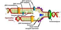 Thumbnail for File:DNA replication sr.svg