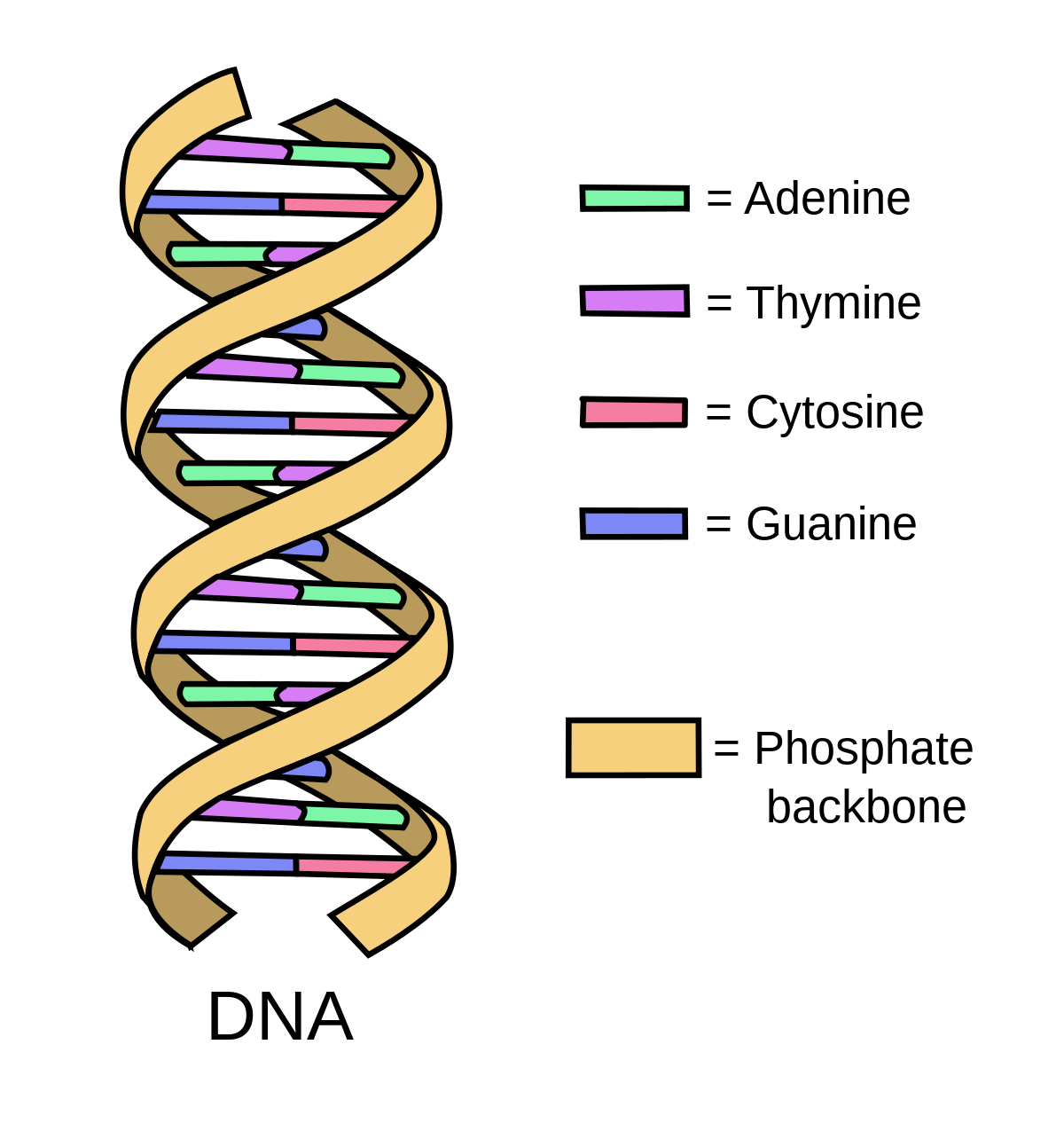 DNA simple2.svg