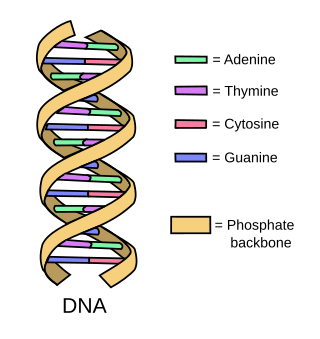 <span class="mw-page-title-main">Structure</span> Arrangement of interrelated elements in an object/system, or the object/system itself