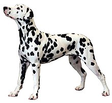 Dalmatien.jpg