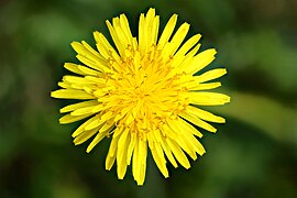 Dandelion Flower close up.jpg