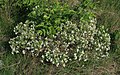 Alpen-Seidelbast (Daphne alpina)