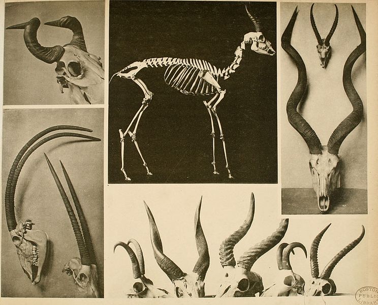 File:Das thierleben in Schönbrunn (1904) (20652761828).jpg