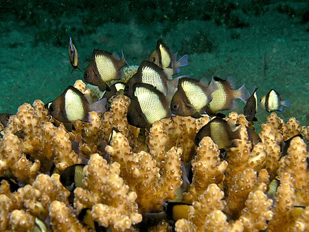 Dascyllus reticulatus (Reticulated dascyllus) in Acropora loripa (Hard coral).jpg