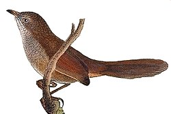 Dasyornis brachypterus.jpg