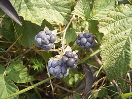 Paprastoji gervuogė (Rubus caesius)