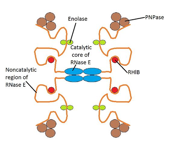 This would represent the basic structure of RNA Degradosome. The structure has been drawn symmetrically, however, it's a dynamic structure so the noncatalytic region of RNase E would form a random coil, and each of these coils would act independently from the other ones. Degradosome.jpg