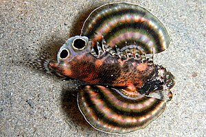 Peacock pygmy lionfish (Dendrochirus biocellatus)