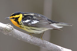 Rozsdástorkú lombjáró (Dendroica fusca)