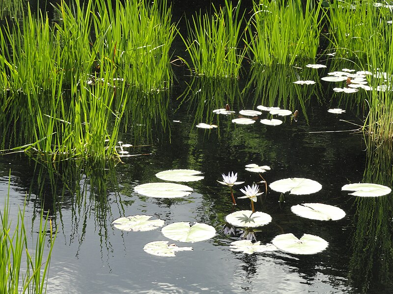 File:Denver Botanic Gardens - DSC00980.JPG