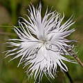 "Dianthus_1.jpg" by User:MirandaAdramin