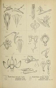 fig. 250 Dendrobium tetraedre fig. 251 Dendrobium clavipes Dendrobium truncatum fig. 252 Dendrobium subulatum fig. 253 Dendrobium uncatum fig. 254 Dendrobium aloifolium fig. 255 Dendrobium lobulatum