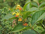 Diervilla lonicera, or northern bush honeysuckle