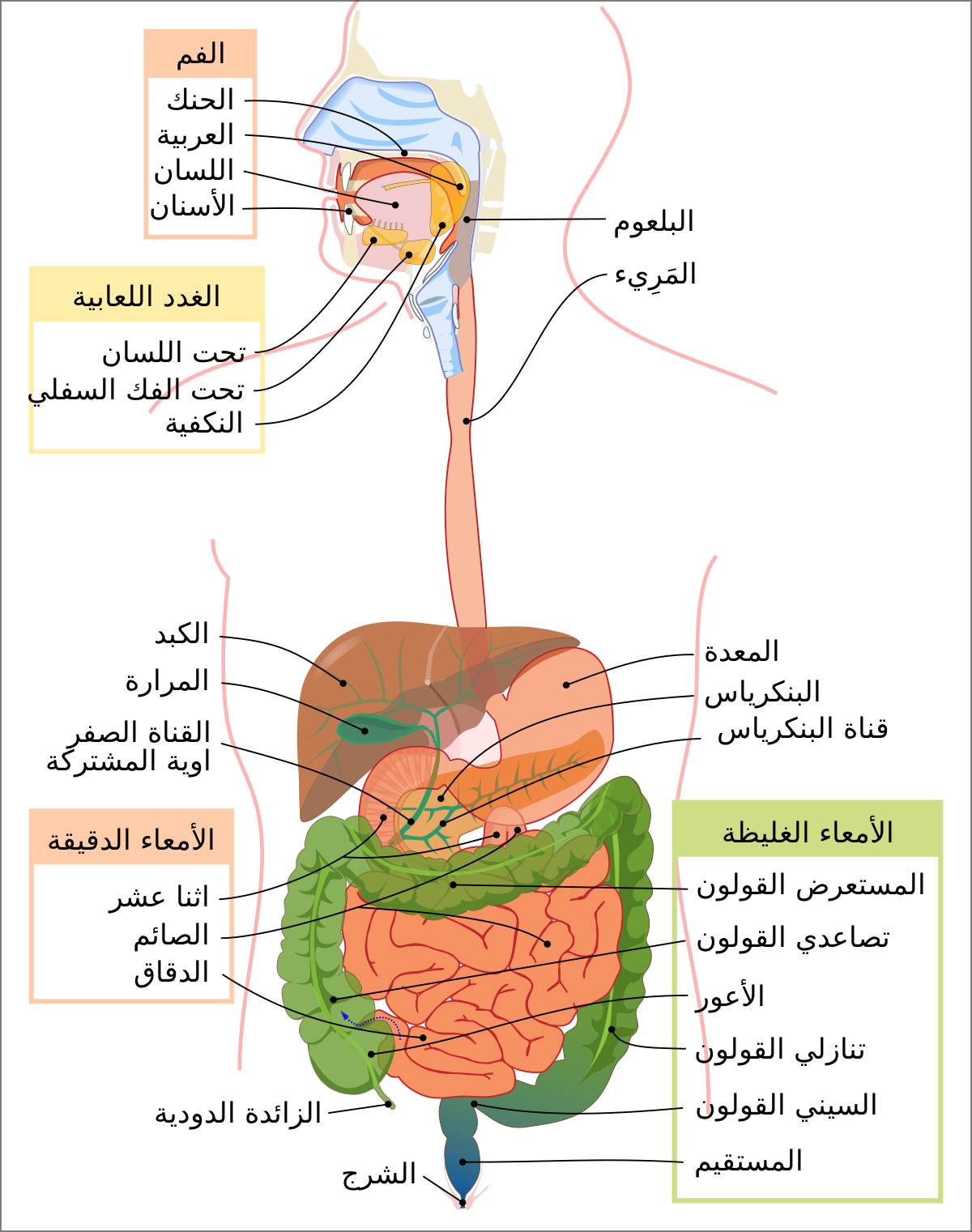 سرطان الجهاز الهضمي - ويكيبيديا